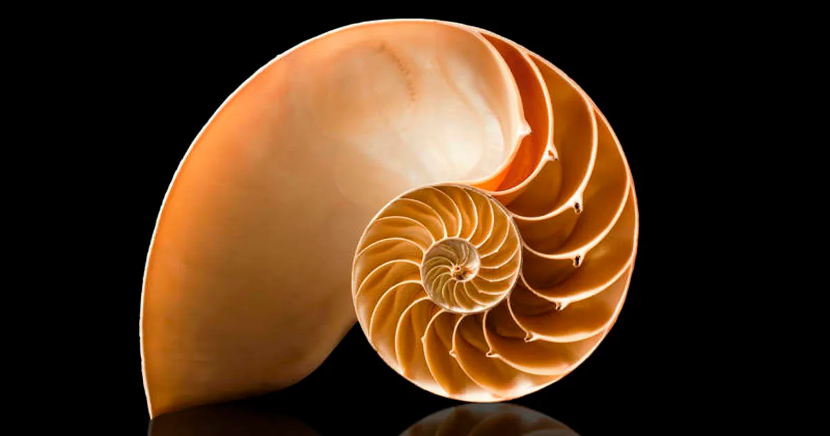 Concha de náutilo: a espiral da proporção áurea na natureza